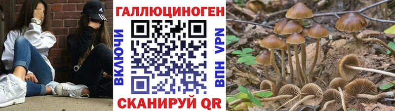 Псилоцибиновые грибы прущие грибы где найти Бирюсинск